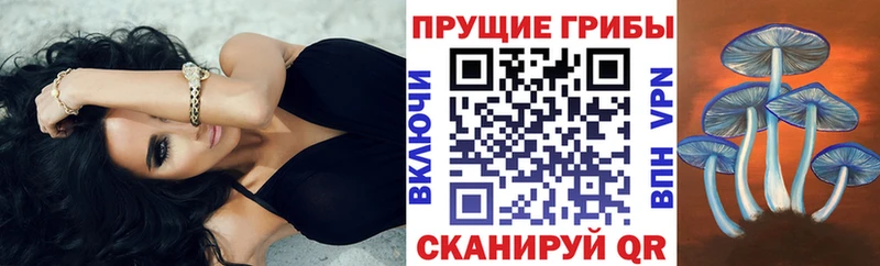 Псилоцибиновые грибы Psilocybine cubensis  Спас-Деменск 